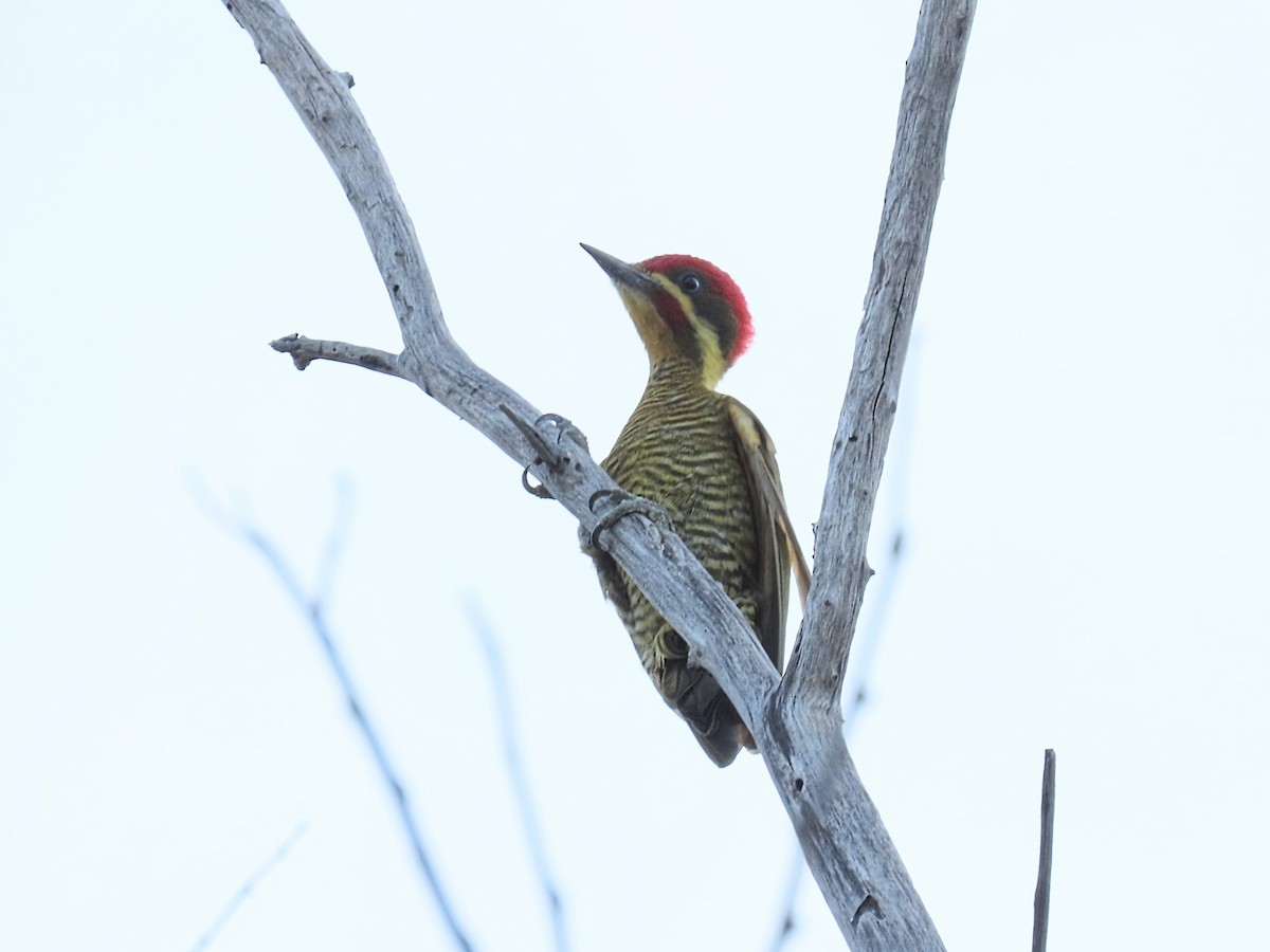 Golden-green Woodpecker - ML642248863