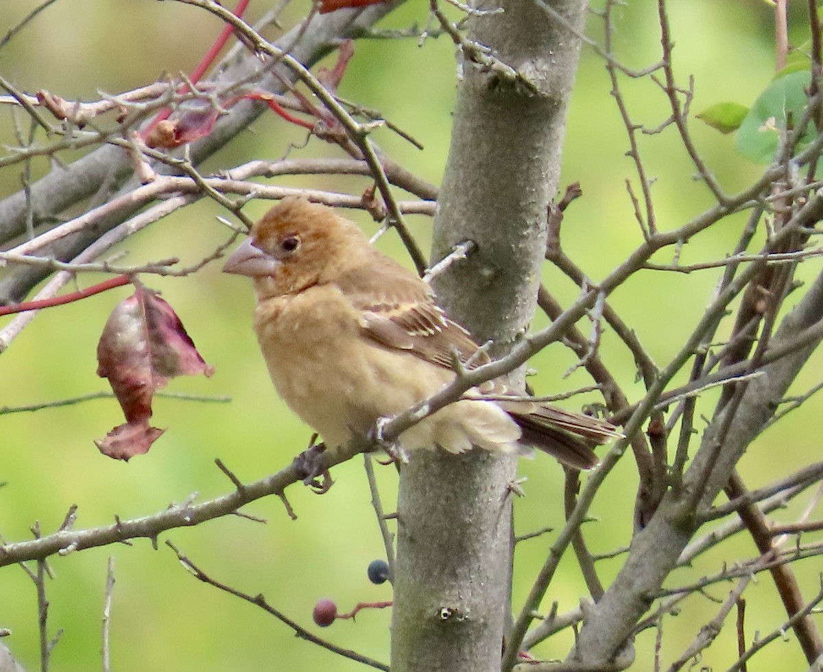 Blue Grosbeak - ML642248870