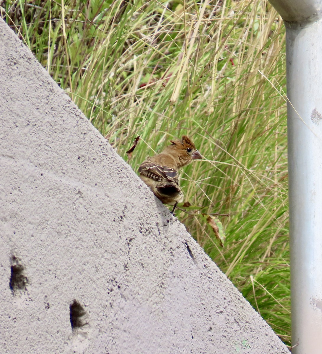 Blue Grosbeak - ML642248872