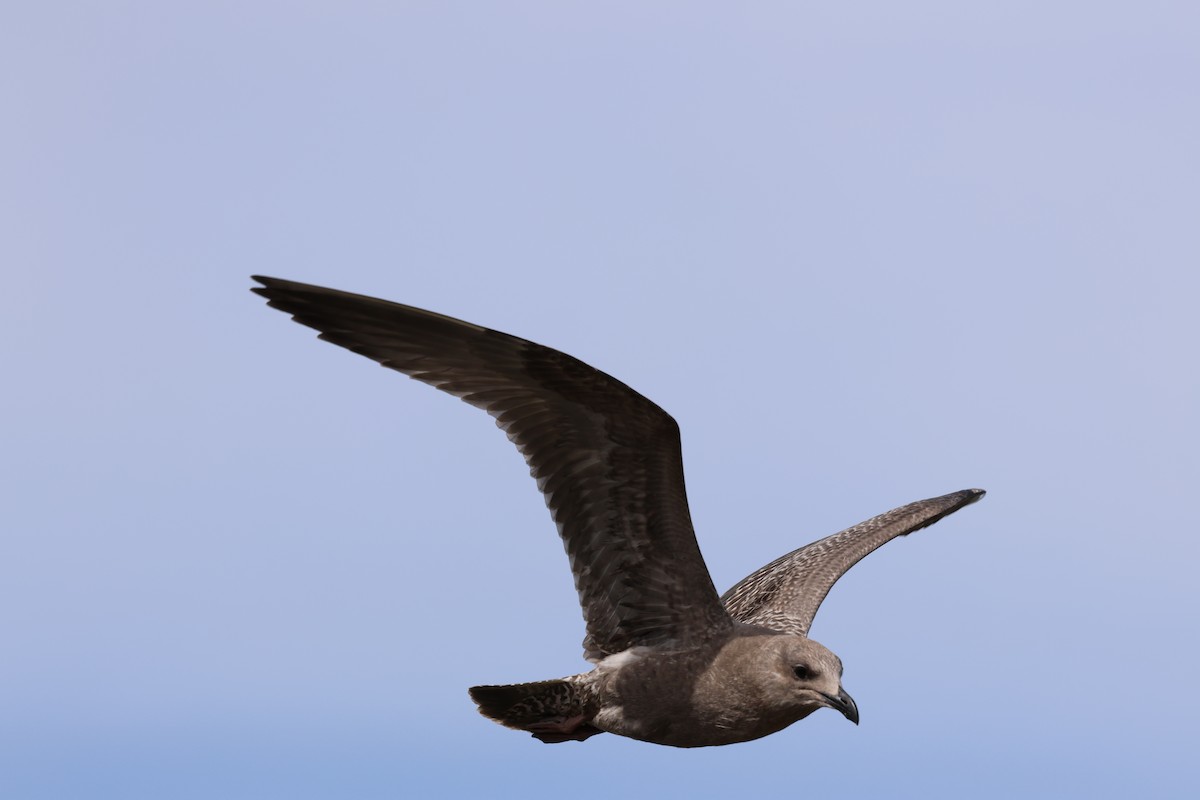 American Herring Gull - ML642248874
