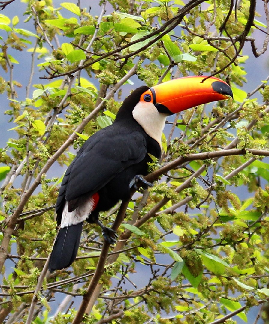 Toco Toucan - ML642248883