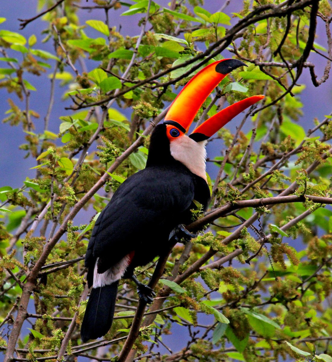 Toco Toucan - ML642248884