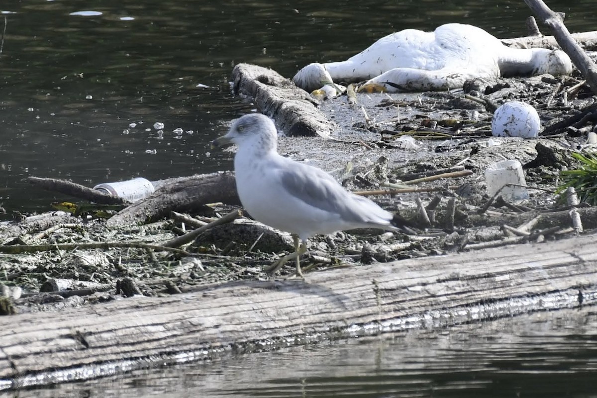 Ring-billed Gull - ML642248888