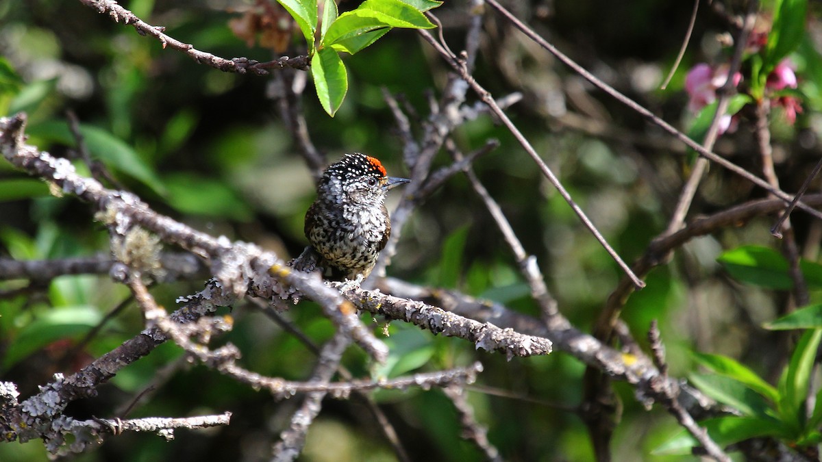White-barred/Ocellated Piculet - ML642248912