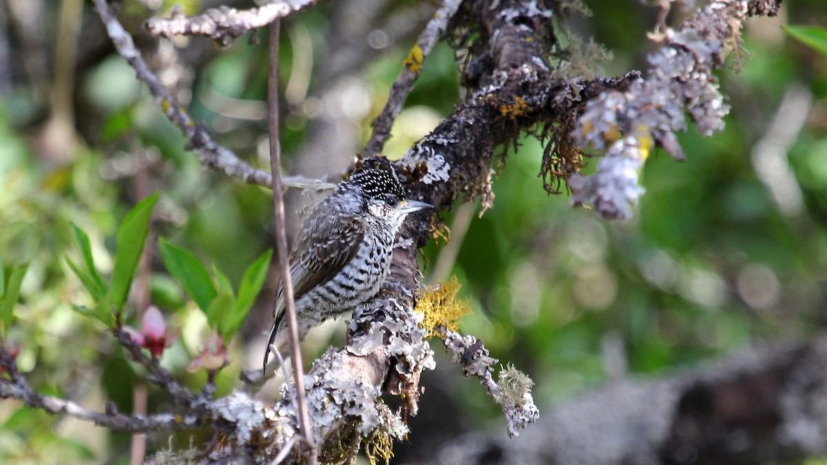 White-barred/Ocellated Piculet - ML642248913