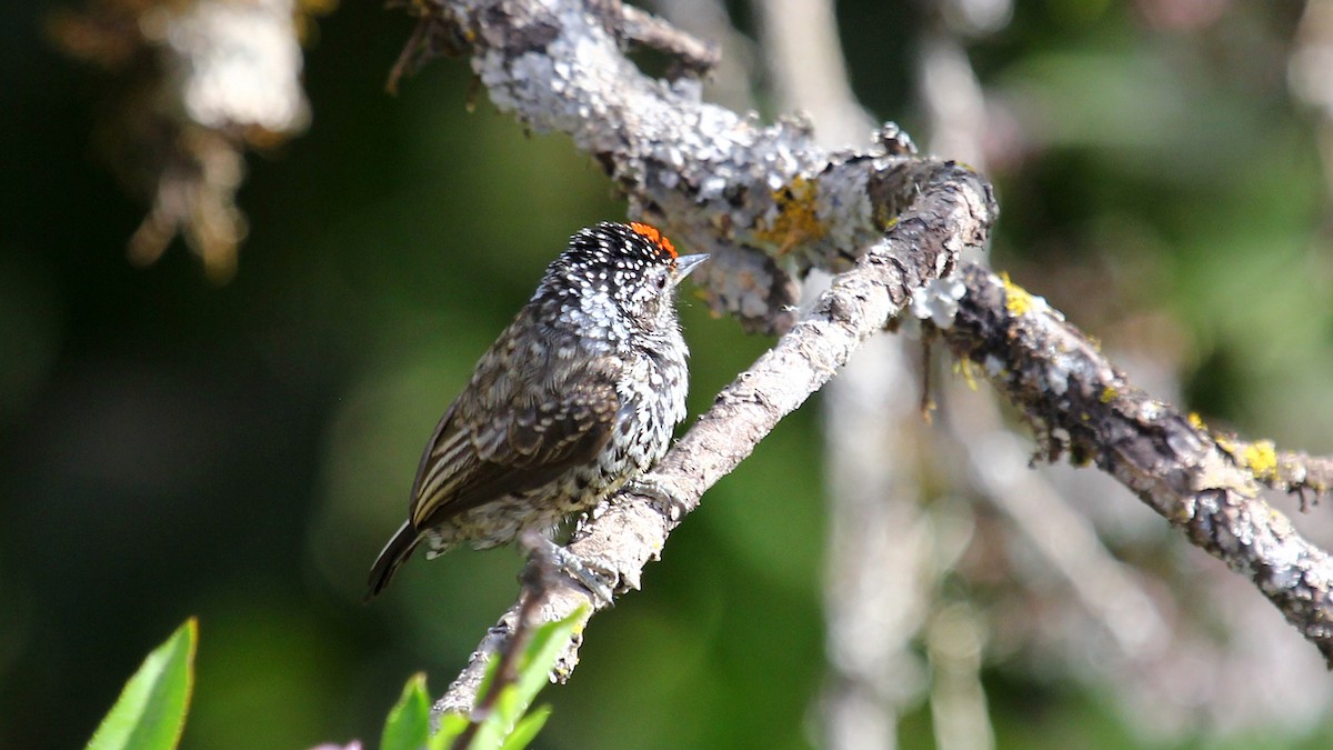 White-barred/Ocellated Piculet - ML642248914