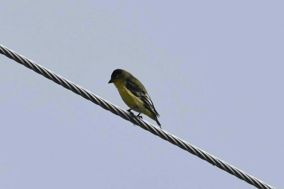 Lesser Goldfinch - ML642248922