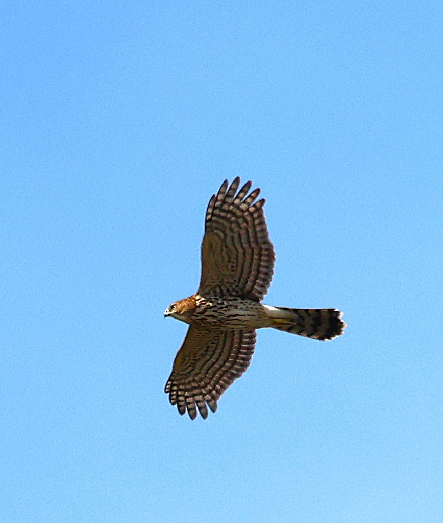 Cooper's Hawk - ML642248923