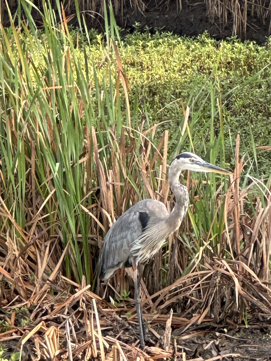 Great Blue Heron - ML642248928