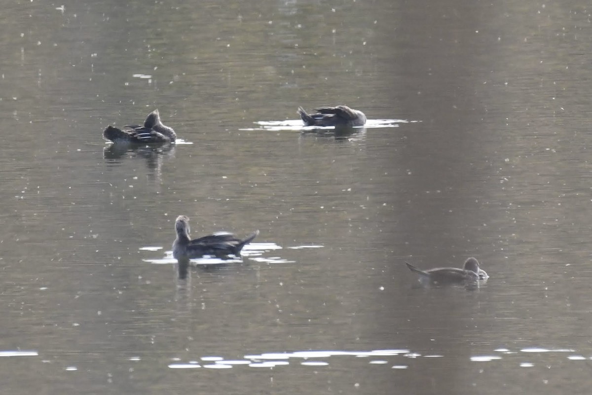 Hooded Merganser - ML642248950
