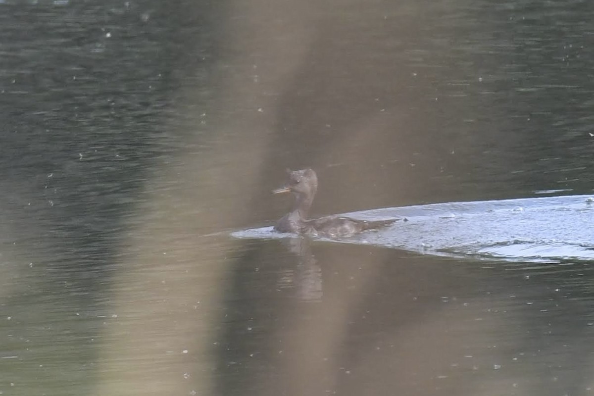 Hooded Merganser - ML642248953