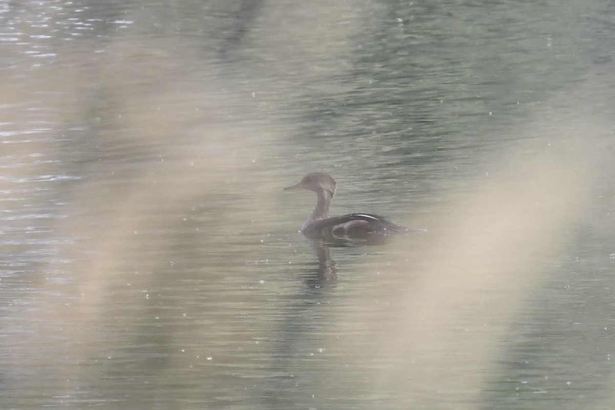 Hooded Merganser - ML642248954