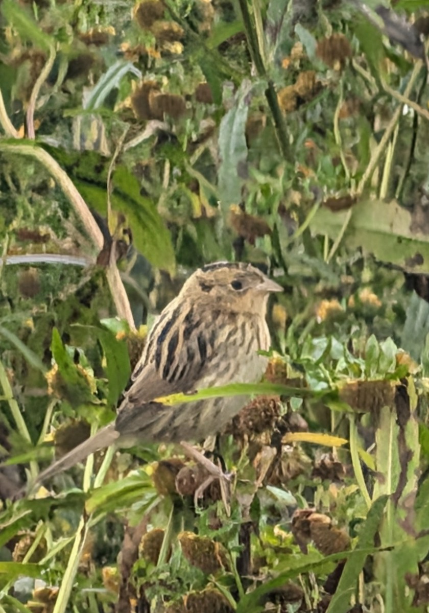 LeConte's Sparrow - ML642248973