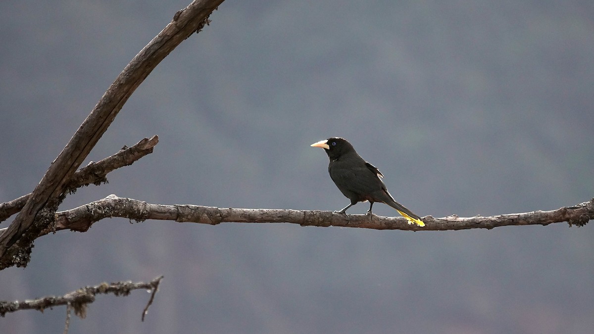 Crested Oropendola - ML642248976