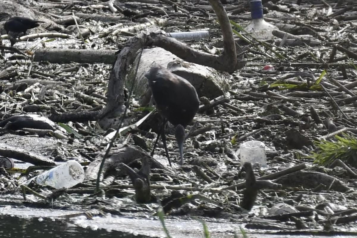 White-faced Ibis - ML642248979
