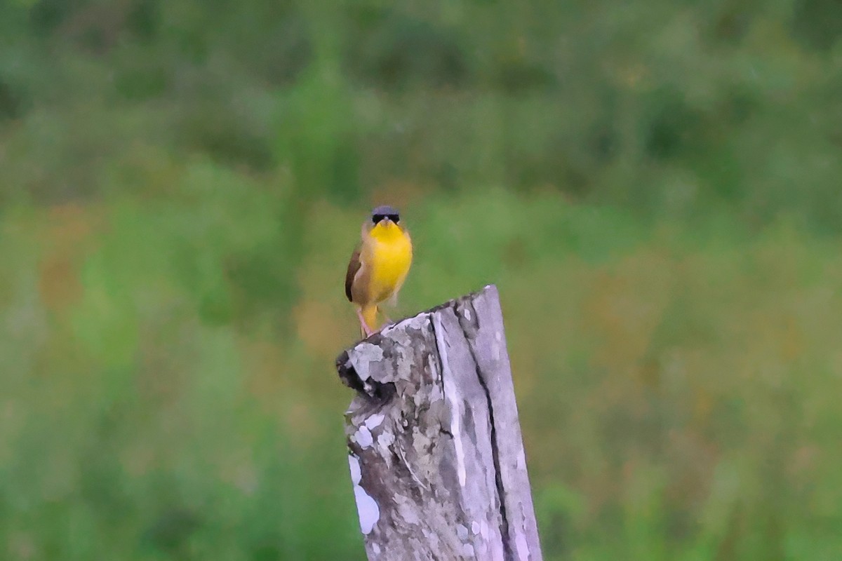 Gray-crowned Yellowthroat - ML642248985