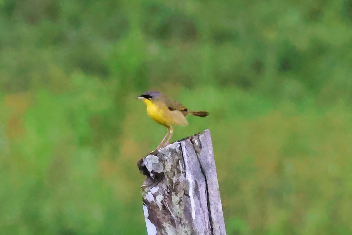 Gray-crowned Yellowthroat - ML642248986