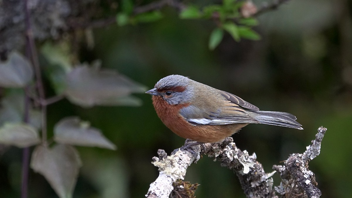 Rusty-browed Warbling Finch - ML642248988