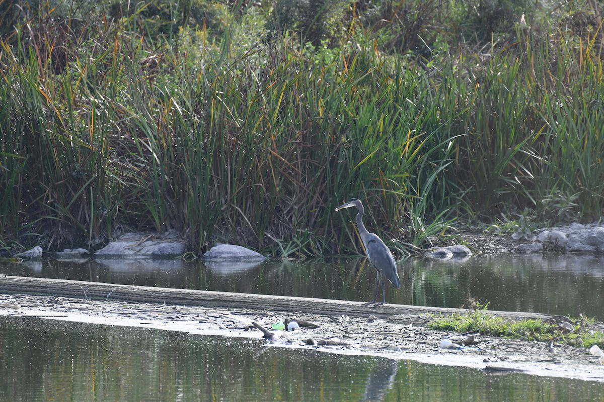 Great Blue Heron - ML642248991