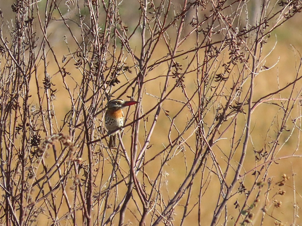 Spot-backed Puffbird (Spot-backed) - ML642248998