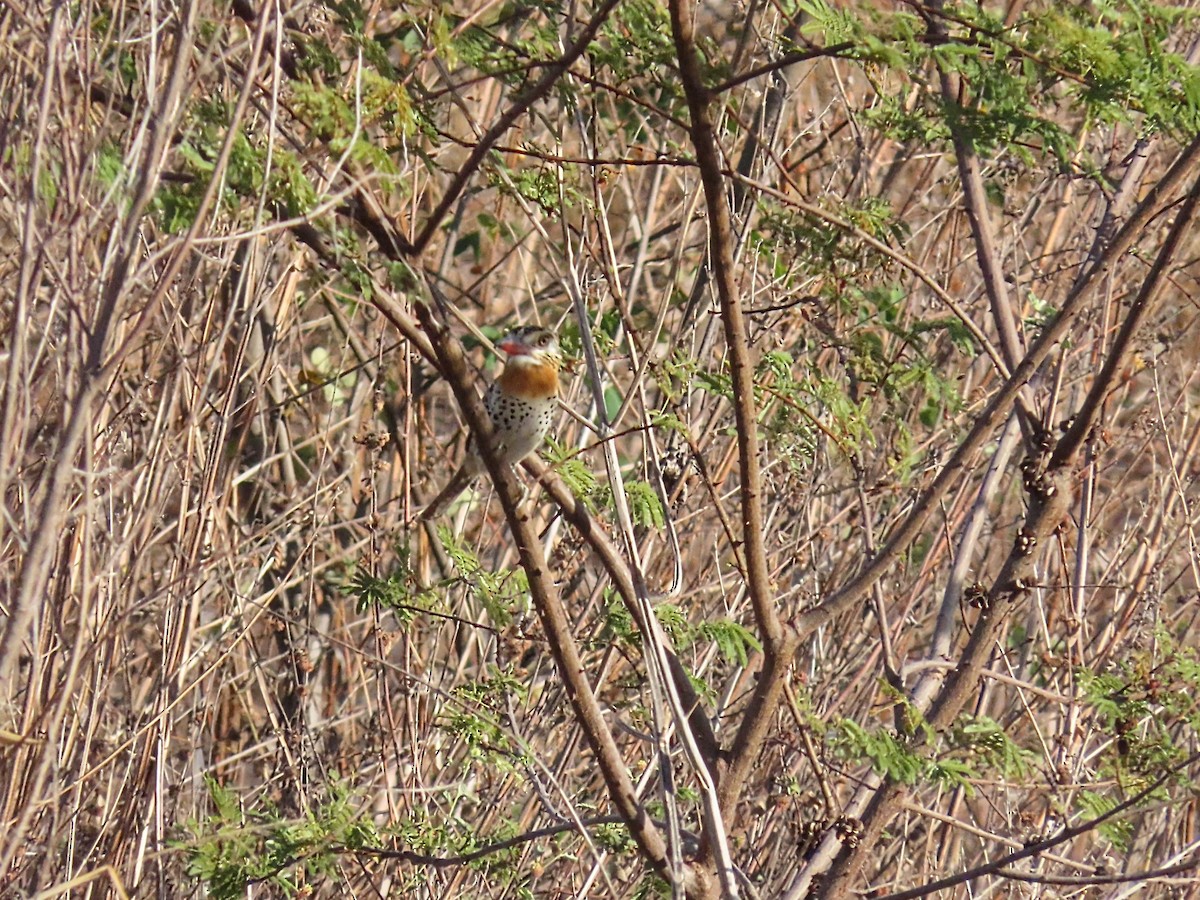 Spot-backed Puffbird (Spot-backed) - ML642248999