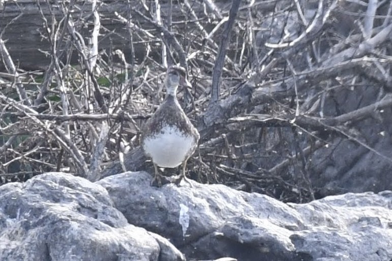 Wood Duck - ML642249001
