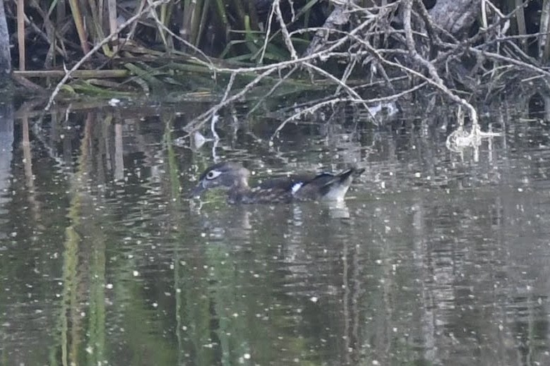 Wood Duck - ML642249005