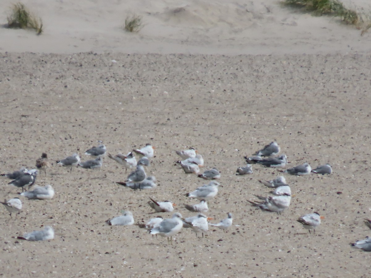 Royal Tern - ML642249007