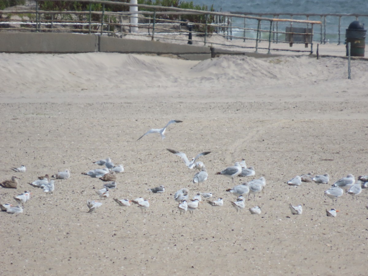 Royal Tern - ML642249008