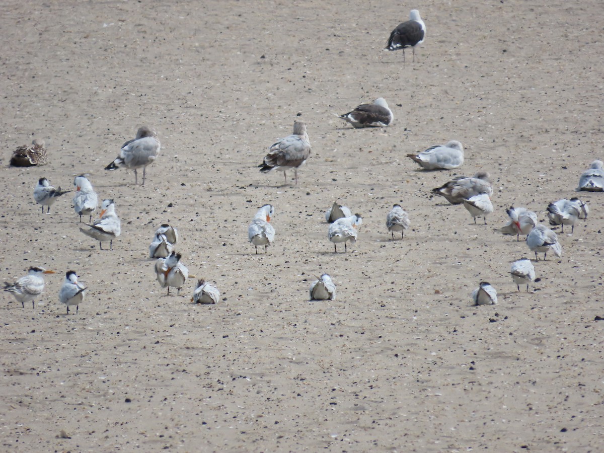 Royal Tern - ML642249010