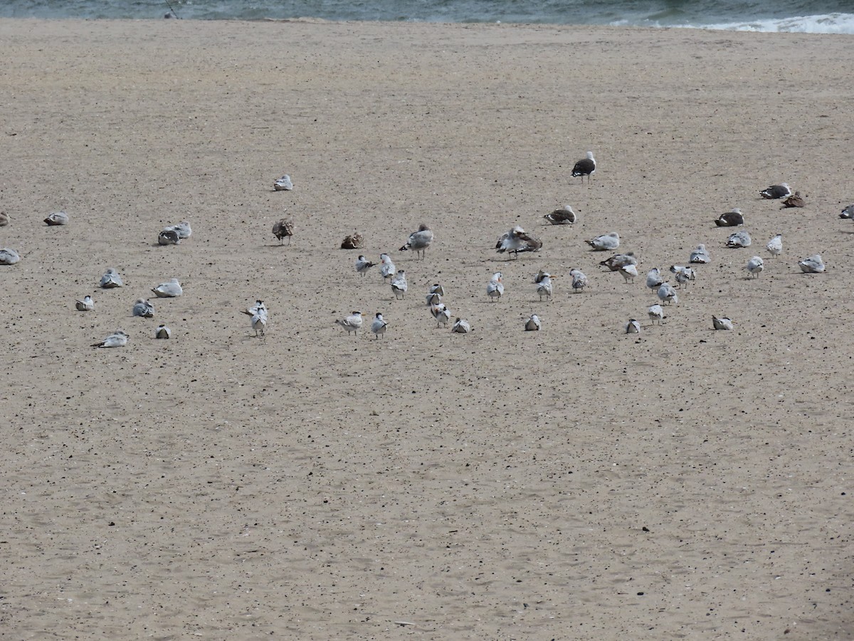 Royal Tern - ML642249011