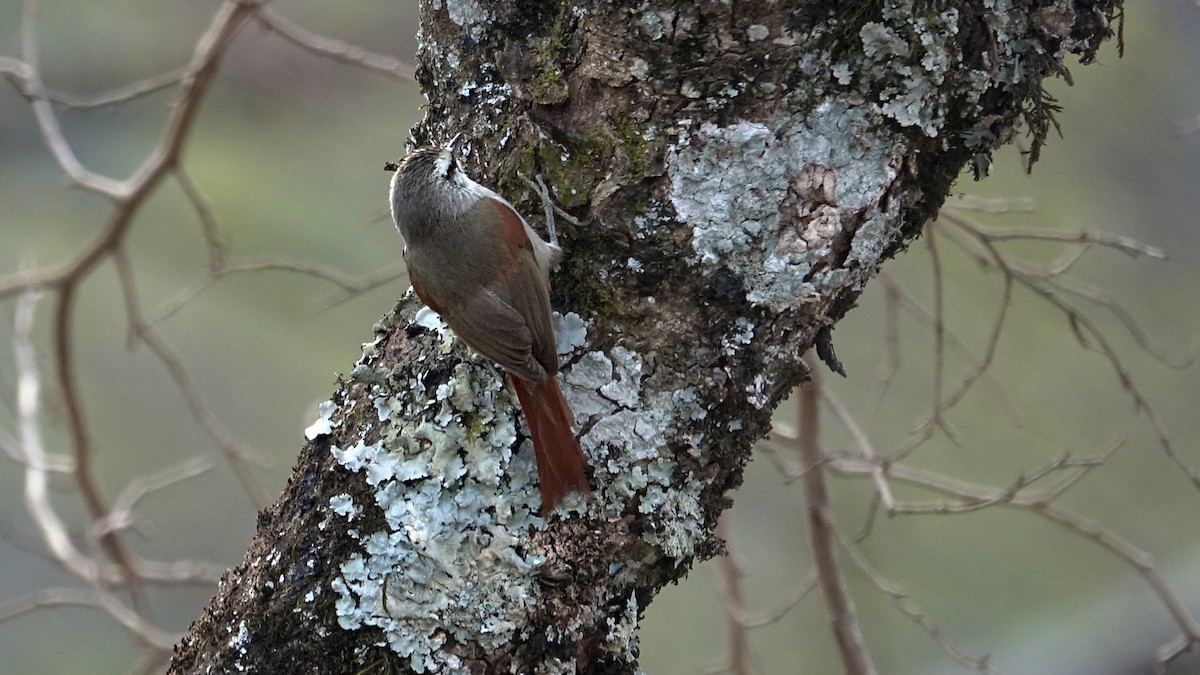 Stripe-crowned Spinetail - ML642249019