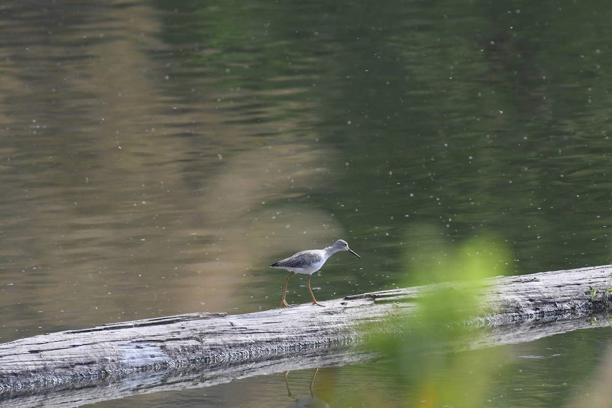 Greater Yellowlegs - ML642249021