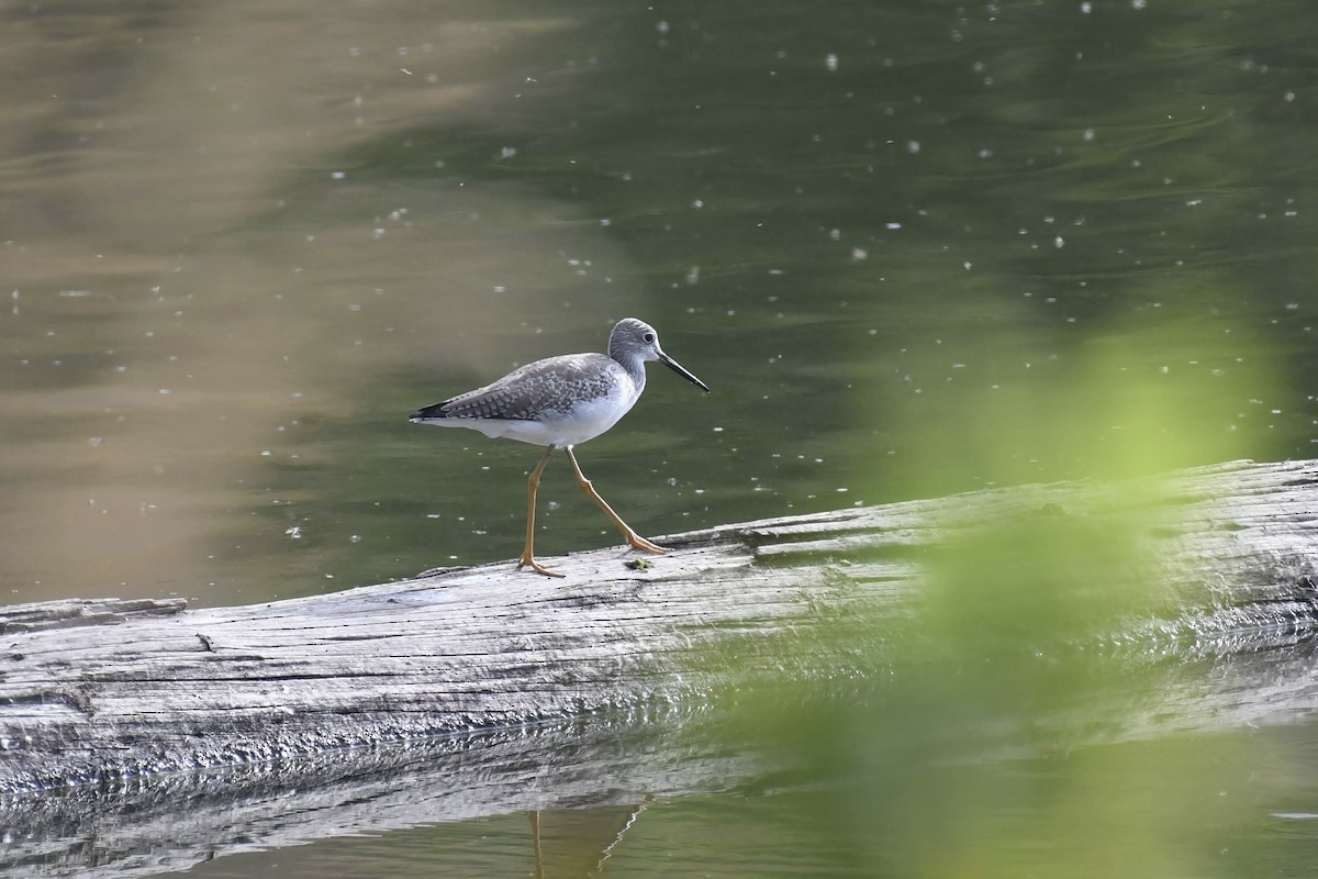 Greater Yellowlegs - ML642249022