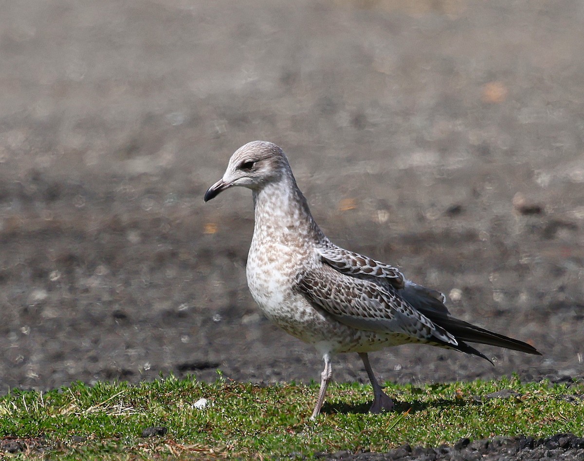 Ring-billed Gull - ML642249041
