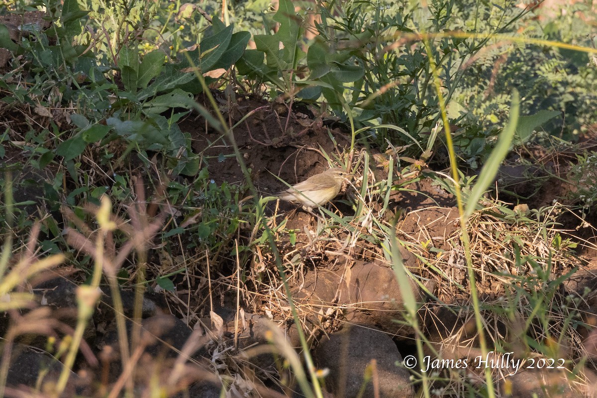 Mosquitero Común - ML642249043