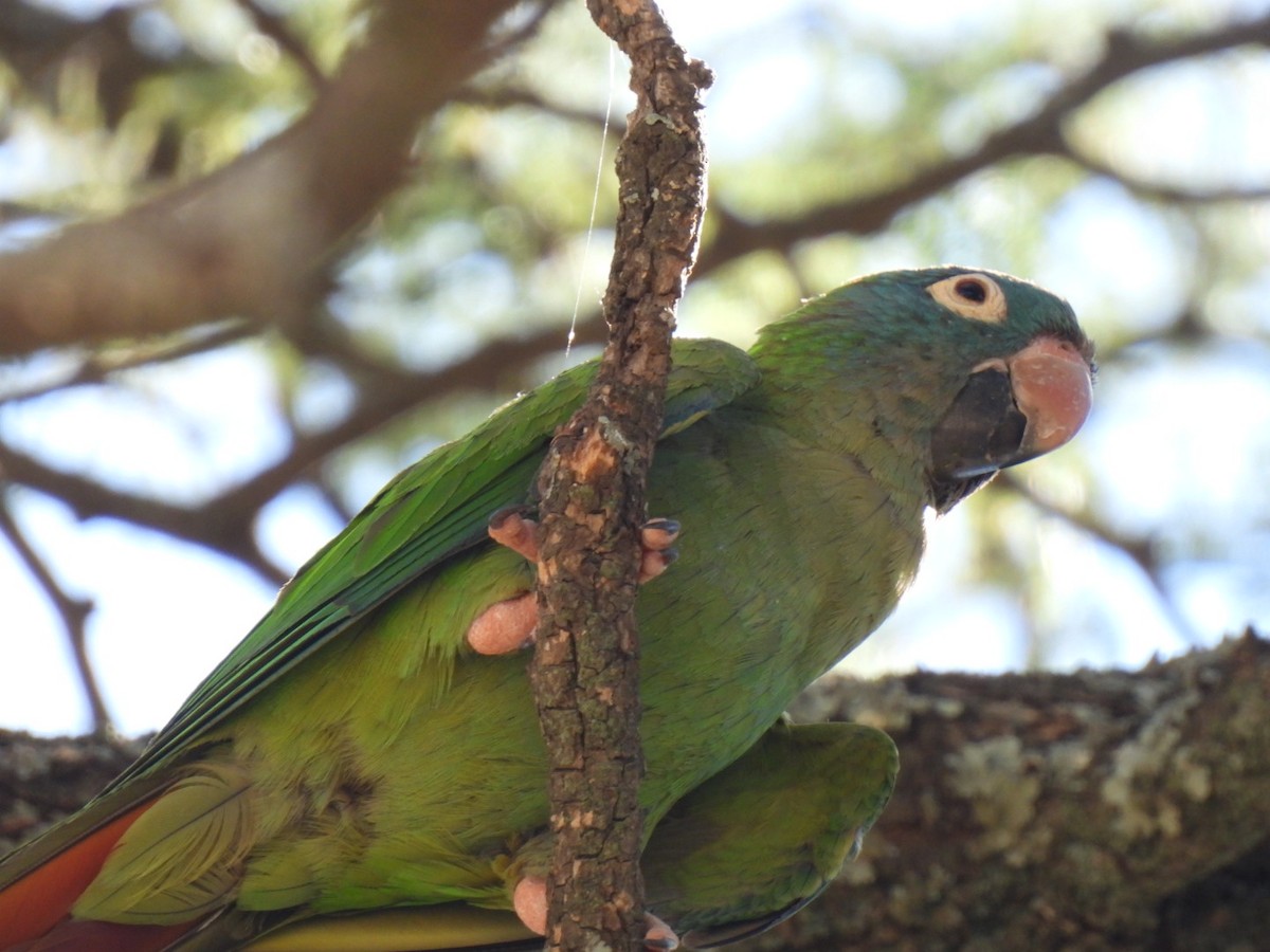 Blue-crowned Parakeet - ML642249068