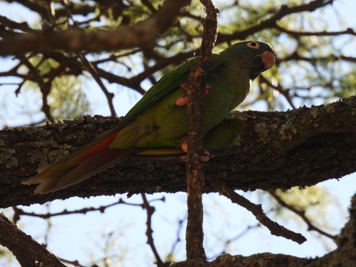 Blue-crowned Parakeet - ML642249069