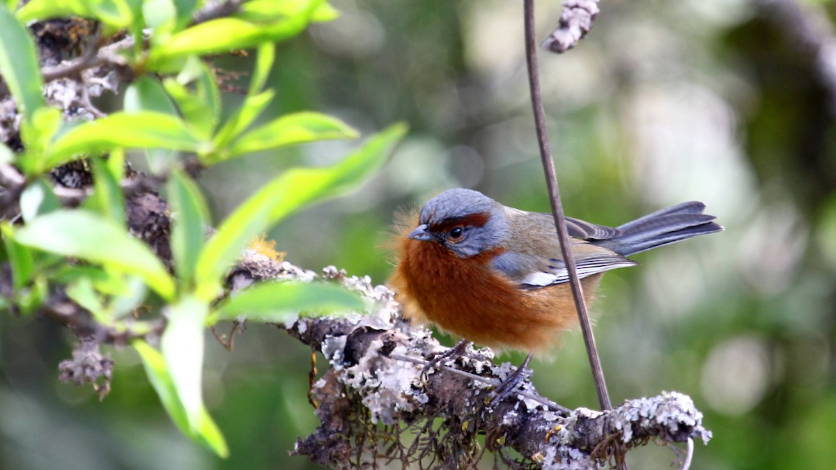 Rusty-browed Warbling Finch - ML642249073