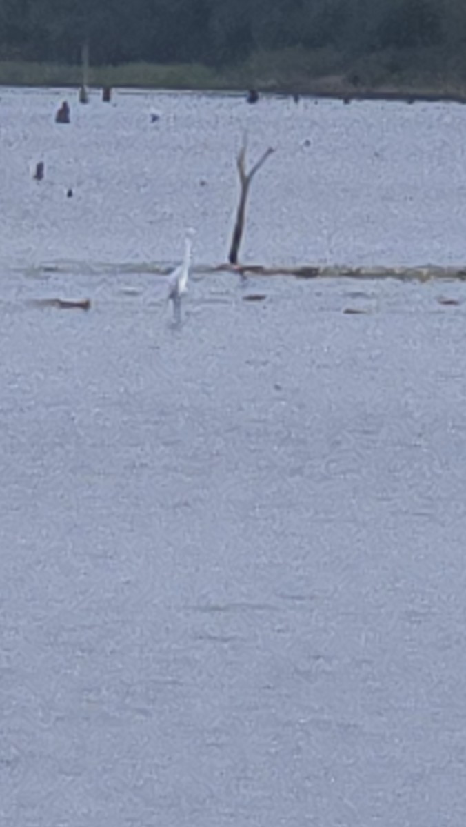 Grande Aigrette - ML642249084