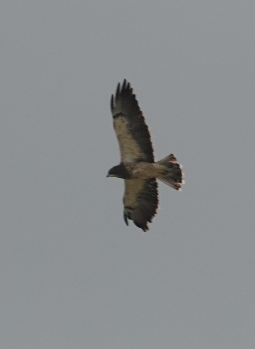 Swainson's Hawk - ML642249095