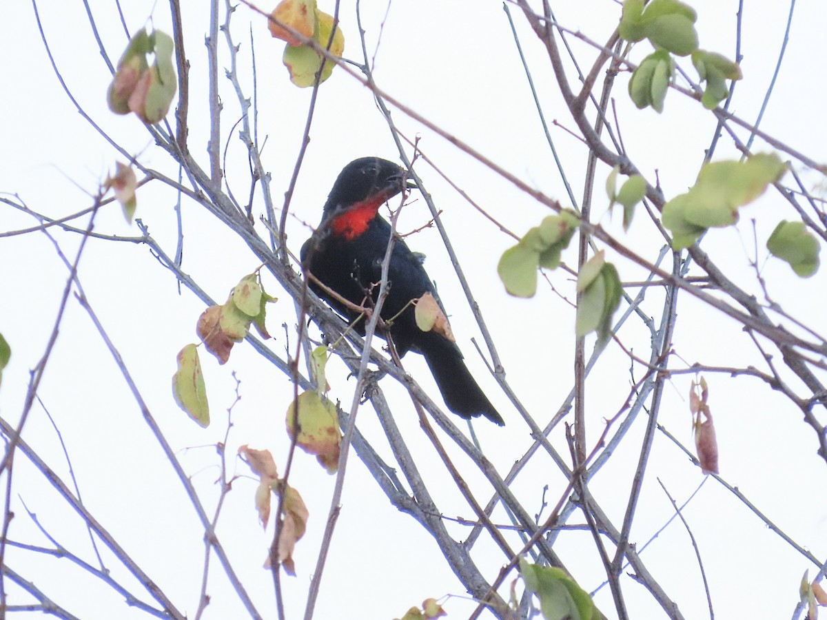Scarlet-throated Tanager - ML642249100