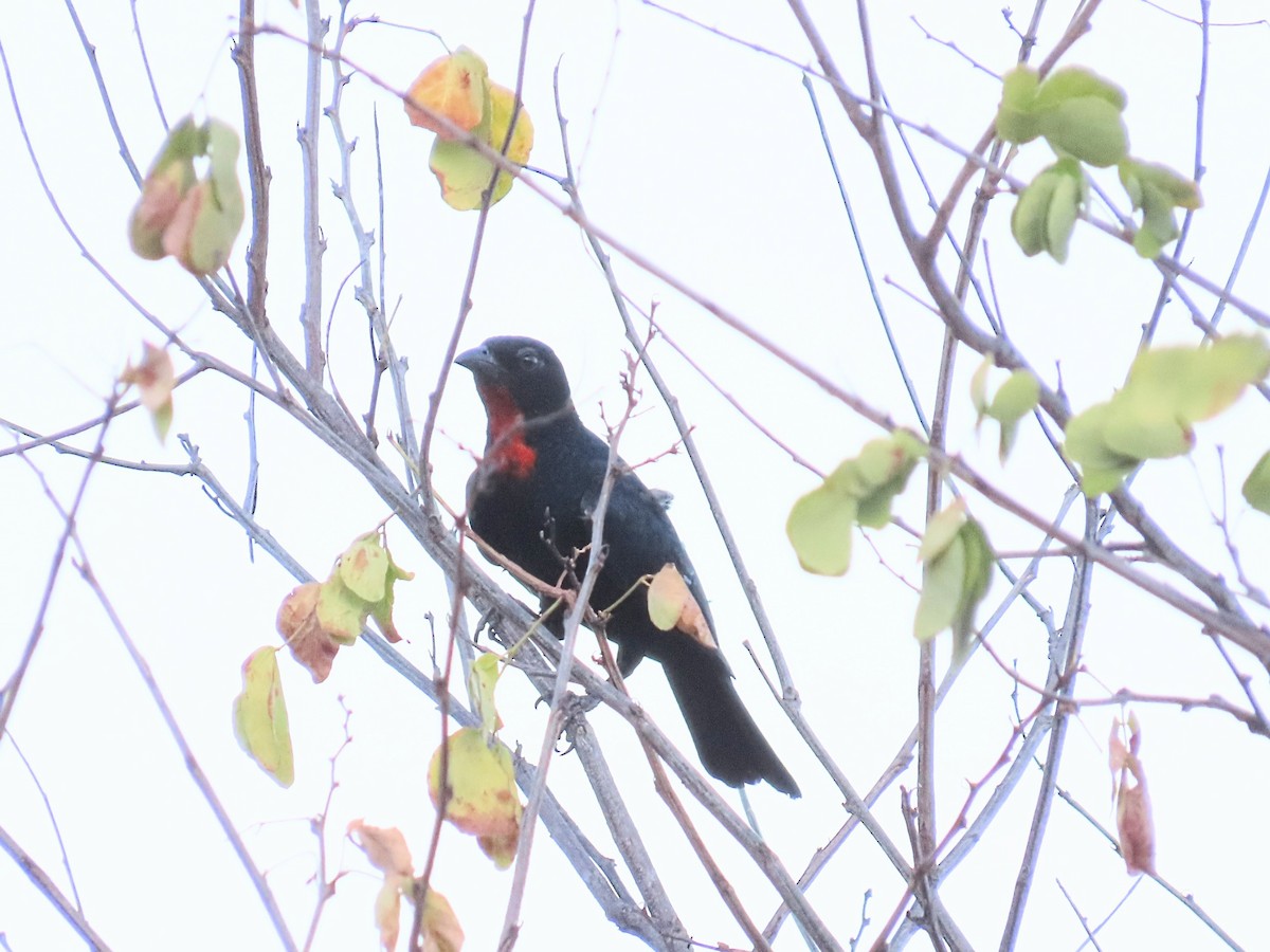 Scarlet-throated Tanager - ML642249101