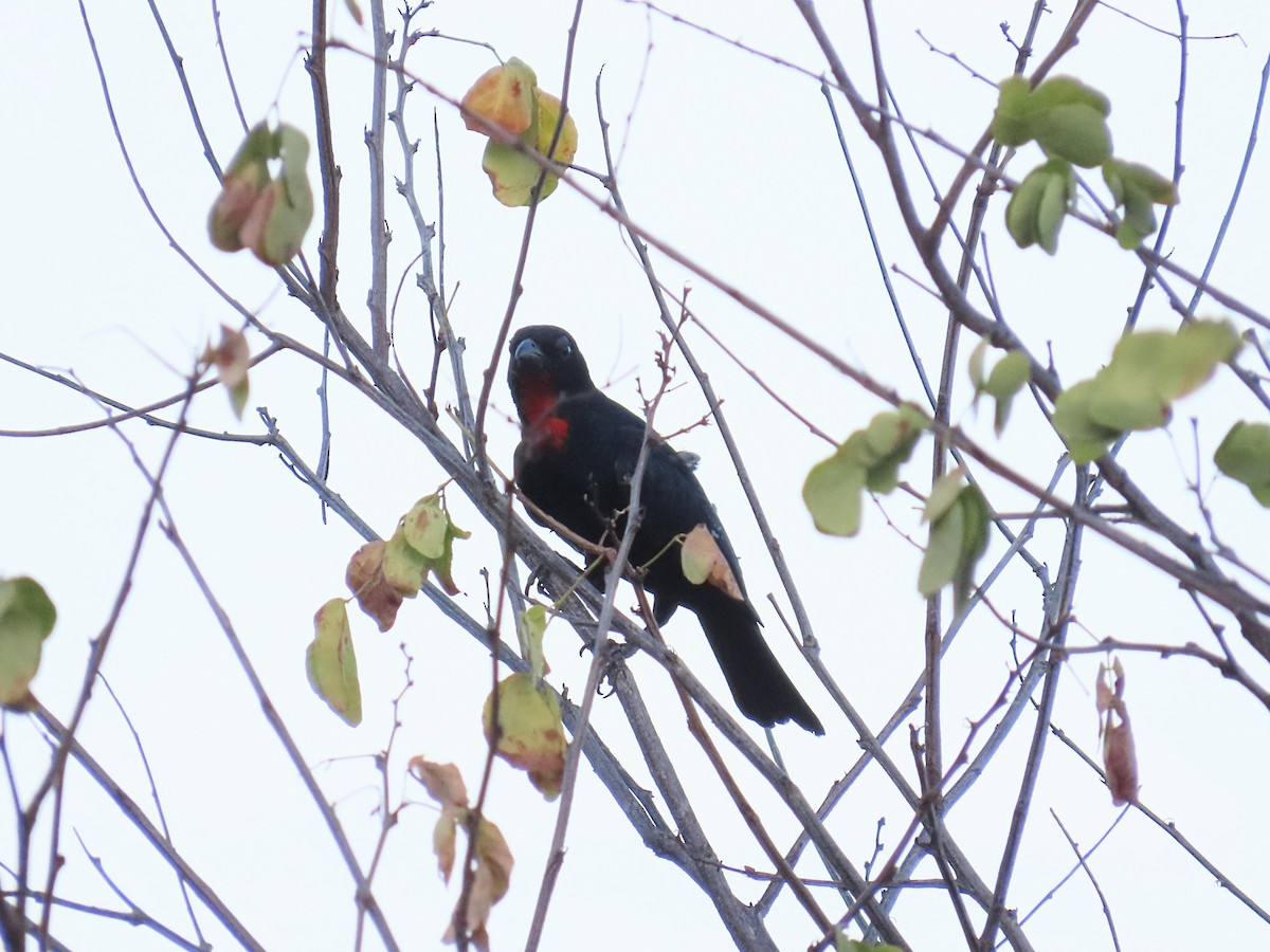 Scarlet-throated Tanager - ML642249102