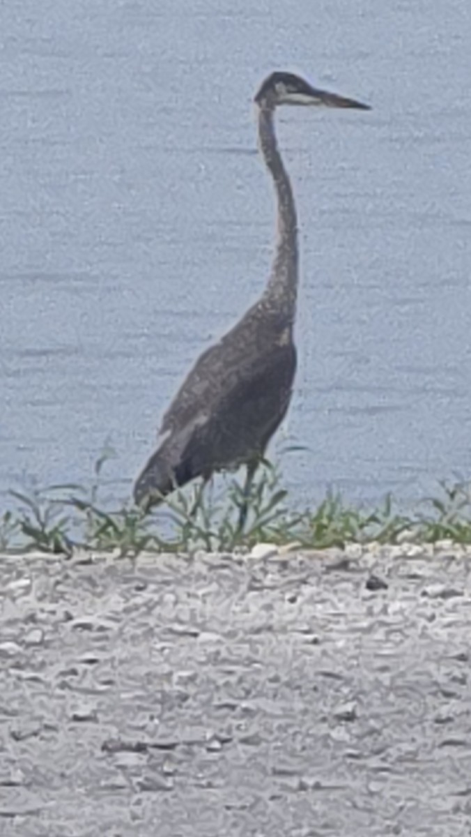 Grand Héron - ML642249133