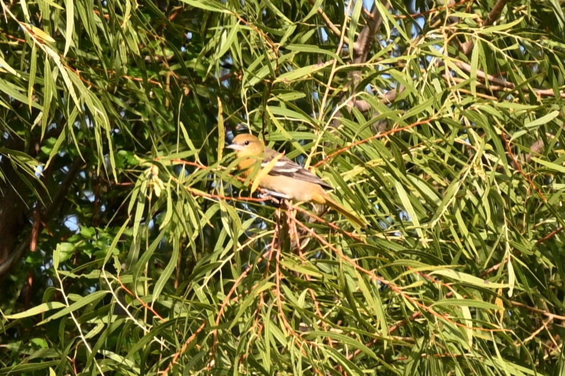 Baltimore Oriole - ML642249140