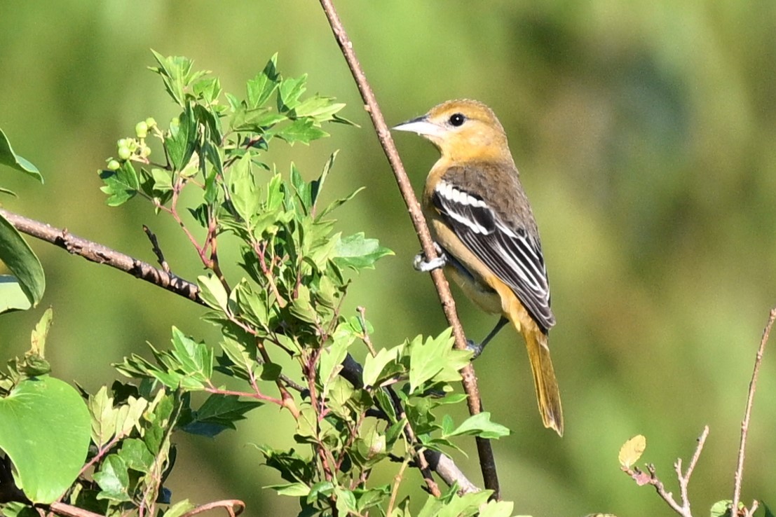 Baltimore Oriole - ML642249141