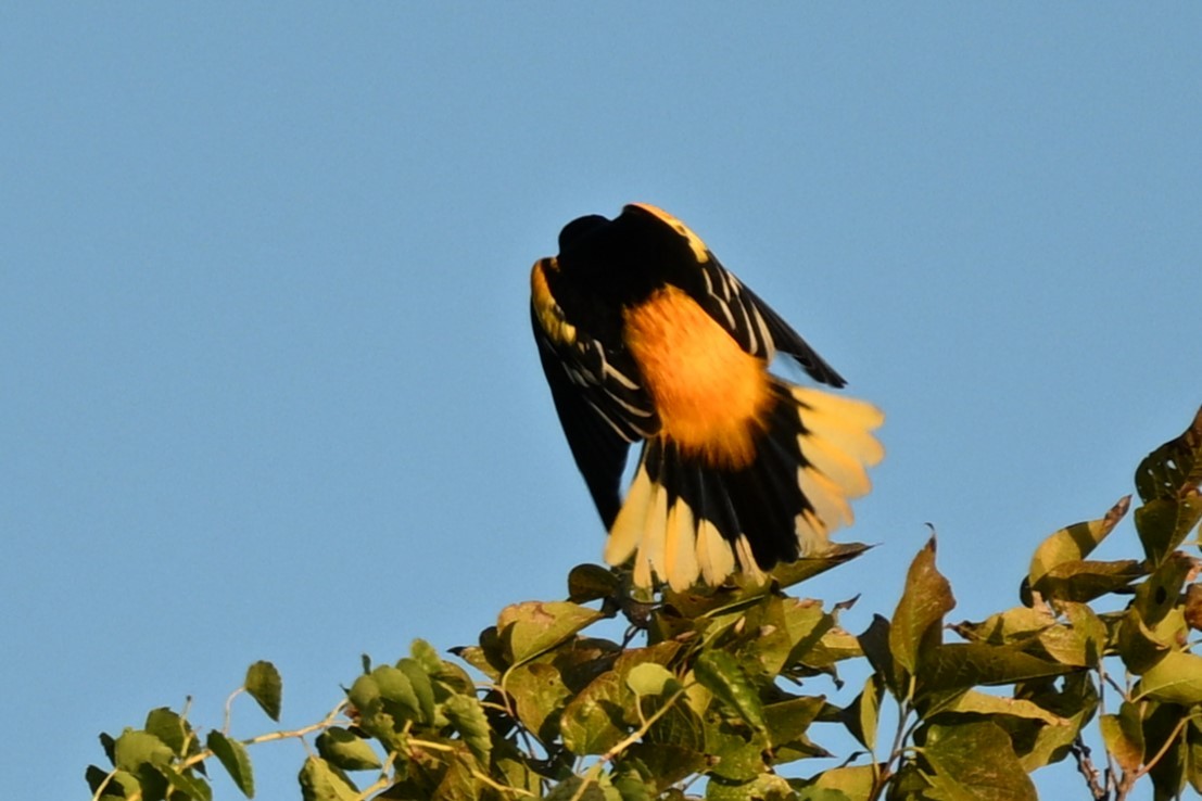 Baltimore Oriole - ML642249142
