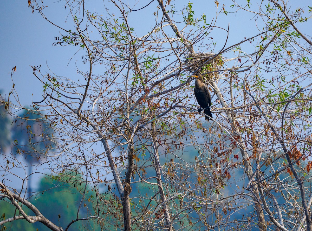 Neotropic Cormorant - ML642249209