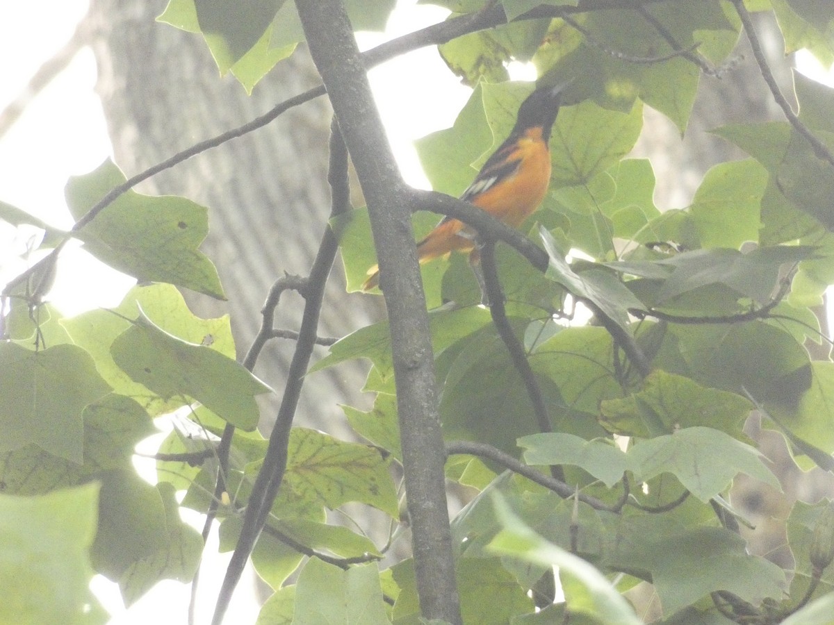 Baltimore Oriole - ML642249222